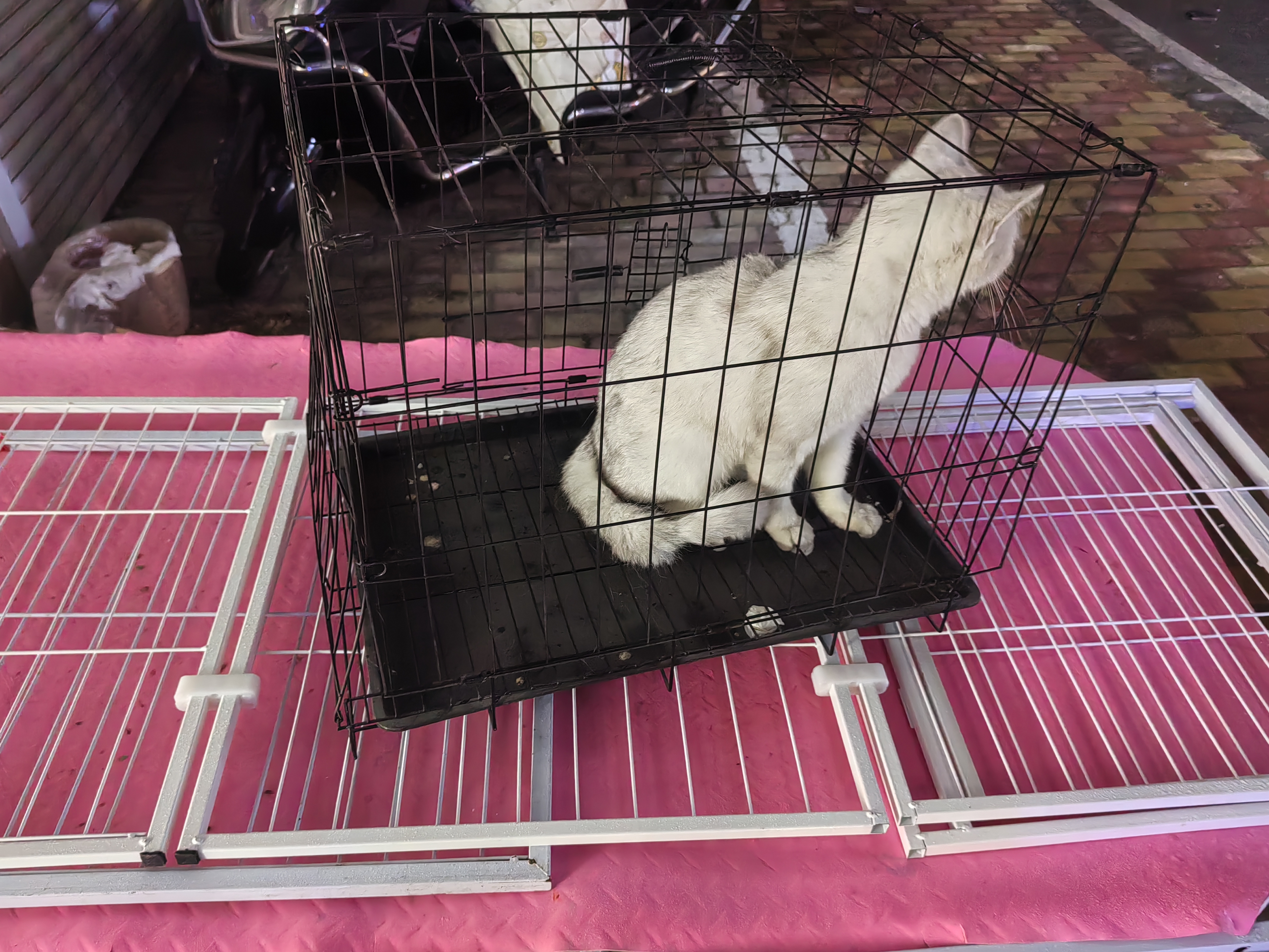 银渐层大猫出售